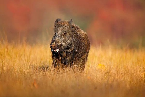 Grande cinghiale — Foto Stock