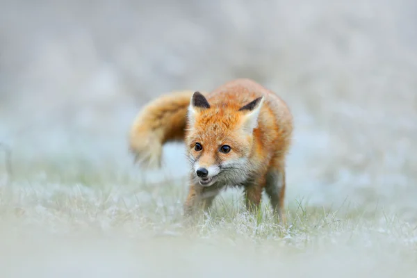 Red Fox i snö winte — Stockfoto