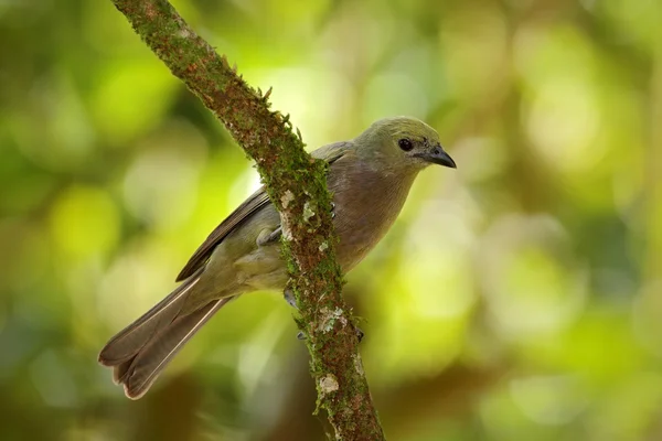 Palm Tanager yeşil ormanın içinde — Stok fotoğraf