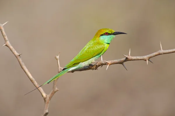 Pequeño abejorro verde — Foto de Stock