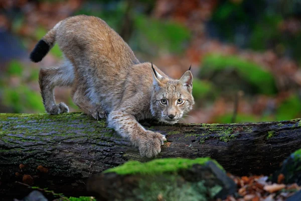 Gato selvagem Eurasian Lynx — Fotografia de Stock