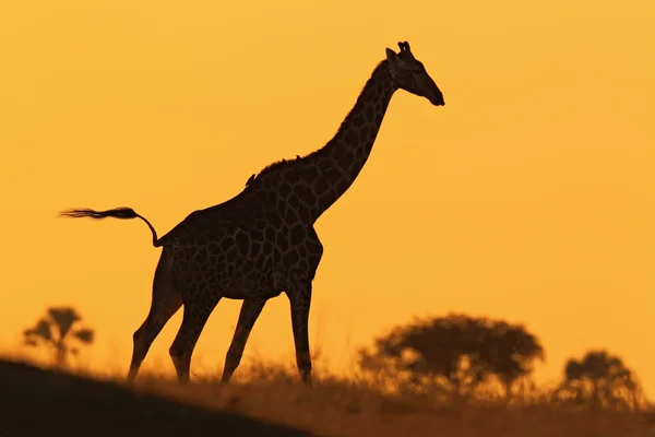 Idyllische Giraffen-Silhouette — Stockfoto