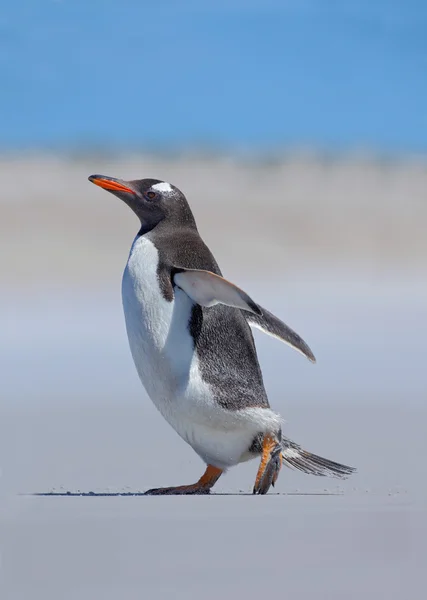 Gentoo πιγκουίνος τρέχουν — Φωτογραφία Αρχείου