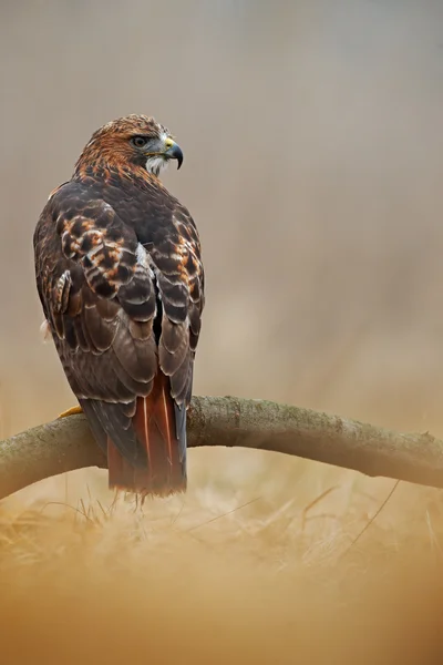 Pássaro de rapina Falcão de cauda vermelha — Fotografia de Stock