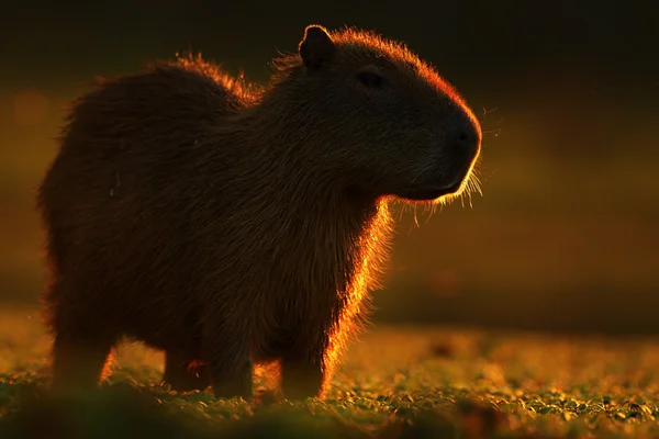 Die größte Maus der Welt — Stockfoto