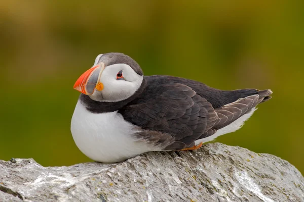 대서양 puffin 바위에 앉아 — 스톡 사진