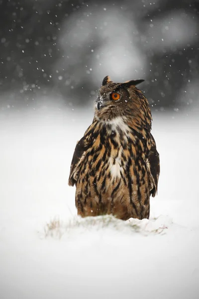 Grande eurasiatico aquila gufo — Foto Stock