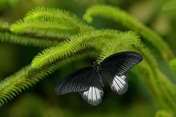 Bela borboleta preta — Fotografia de Stock