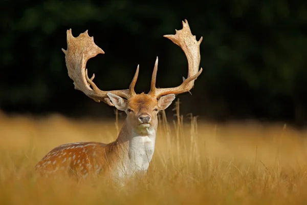 Poderoso adulto Fallow Deer — Fotografia de Stock