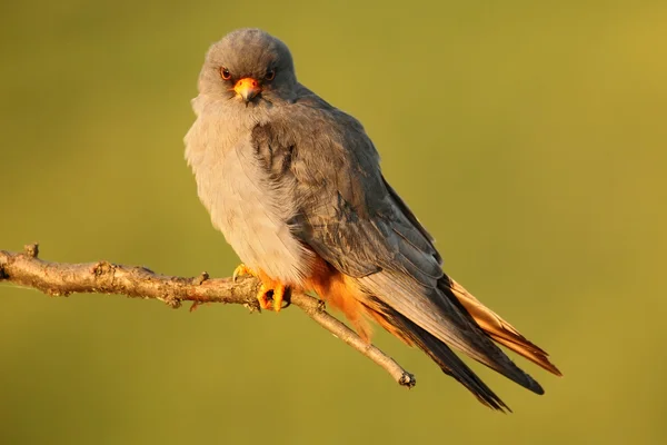 Bird Red-footed Falcon — Stock Photo, Image