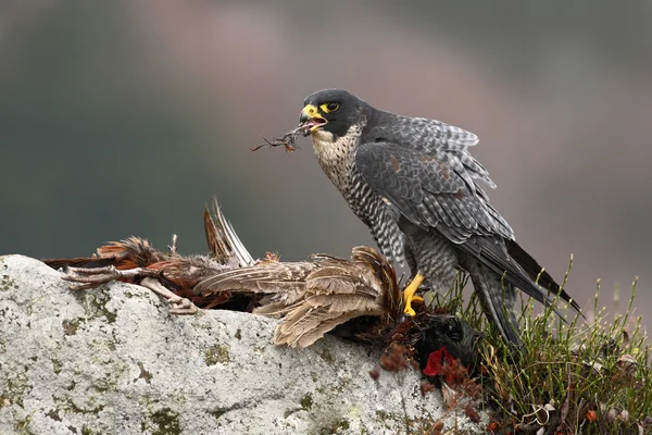 Falco pellegrino rapace — Foto Stock