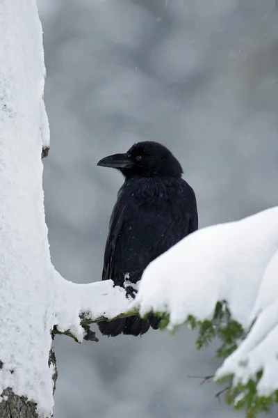 Schwarzer Rabe sitzt auf dem Baum — Stockfoto