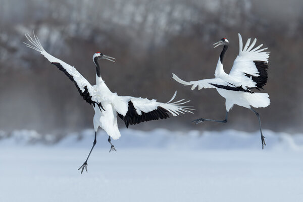 Dancing pair of Red-crowned cranes