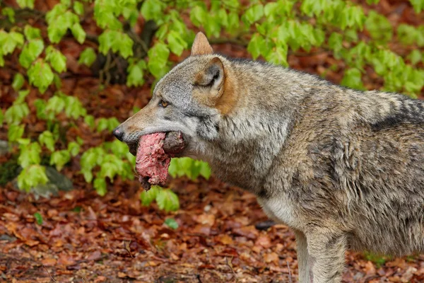 Lobo gris con carne cruda — Foto de Stock