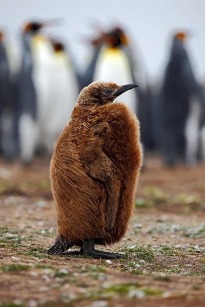 Καφέ μωρό του βασιλιά πιγκουίνος — Φωτογραφία Αρχείου