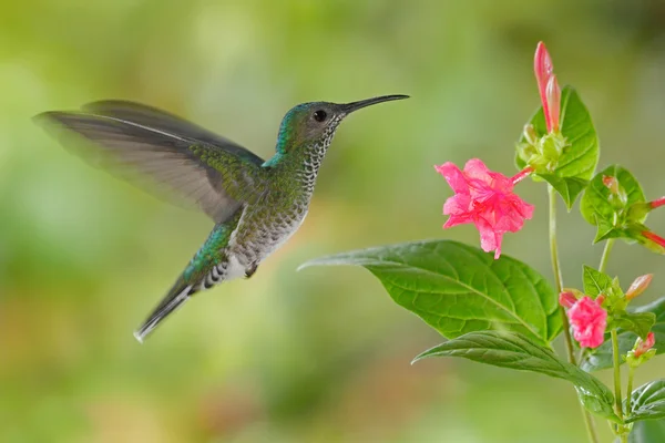 Fliegender Kolibri-Weißhalsjakobin — Stockfoto