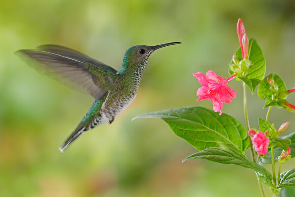 Летучий колибри белошейный якобин
