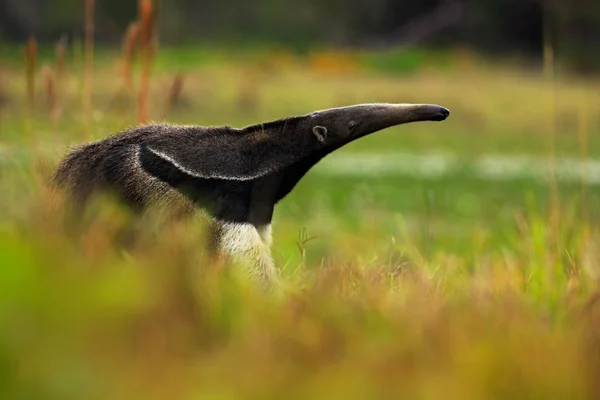 Anteáter gigante en hábitat natural — Foto de Stock