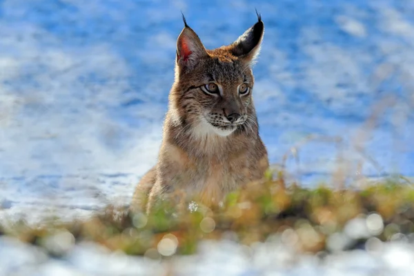 Eurasian Lynx na neve — Fotografia de Stock