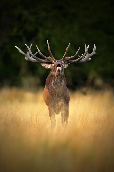 Potente cervo adulto rosso — Foto Stock