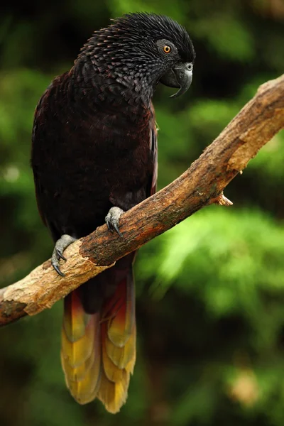 Pappagallo Black Lory — Foto Stock