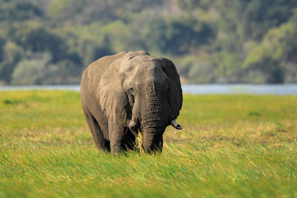 African Elephant in the green grass