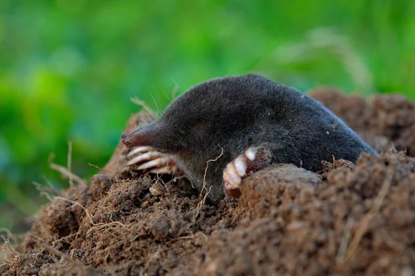 Mole crawling out of brown molehill — Stock Photo, Image