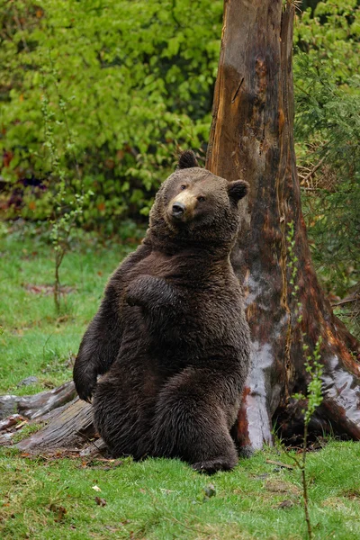 Oso marrón se esconden arañazos atrás — Foto de Stock