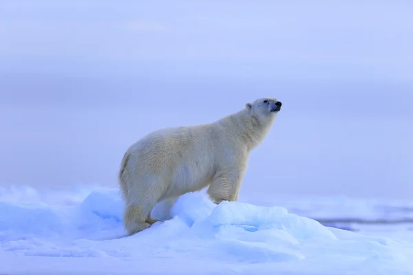 Urso polar grande no gelo à deriva — Fotografia de Stock