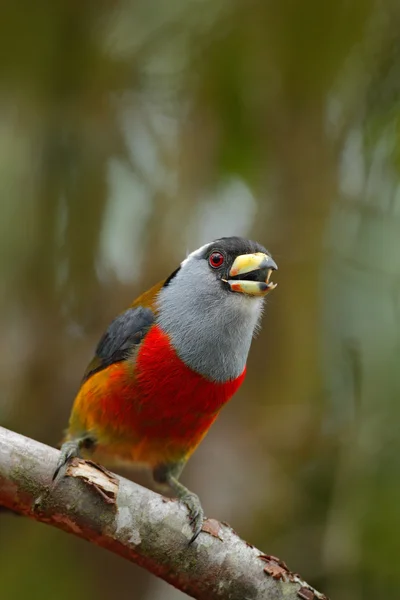 Exotic grey and red bird