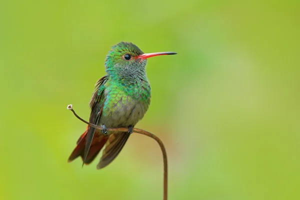 Колібрі Rufous білохвоста колібрі — стокове фото