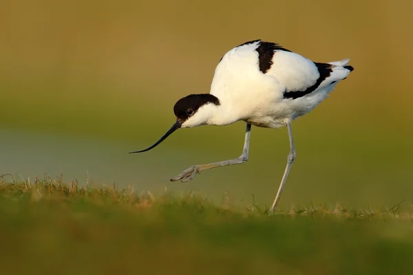 Black and white bird in the green grass, France — Stock Photo, Image