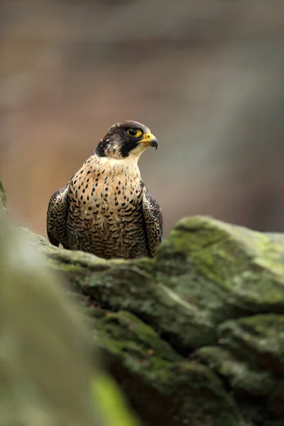 Falco pellegrino rapace — Foto Stock