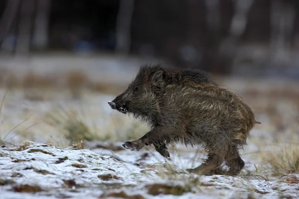 Running young Wild boar — Stock Photo, Image