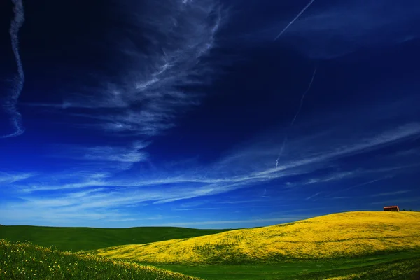 Žlutá květina pole — Stock fotografie