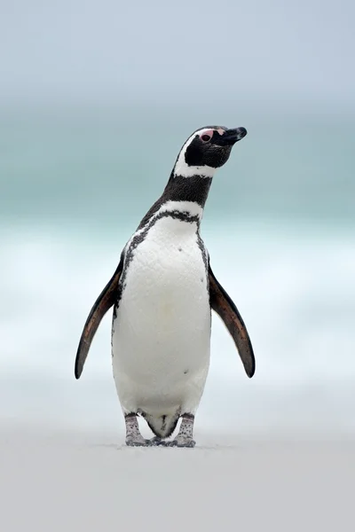 Pinguino magellanico sulla spiaggia — Foto Stock