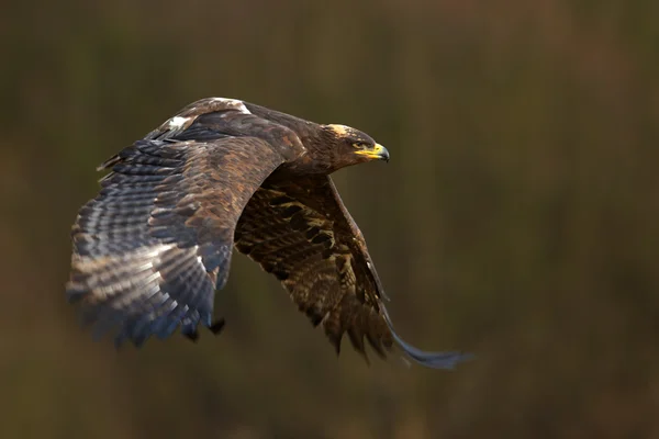 Летающий степной орёл — стоковое фото