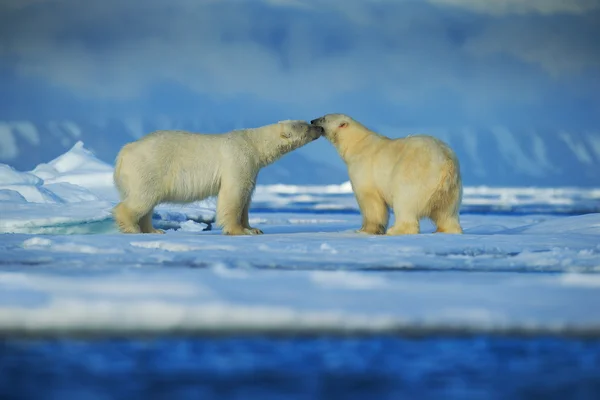 Dos osos polares peleando — Foto de Stock