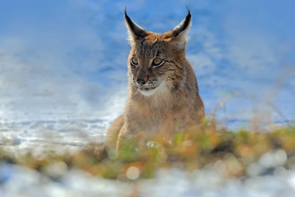 Eurasischer Luchs auf Schnee — Stockfoto