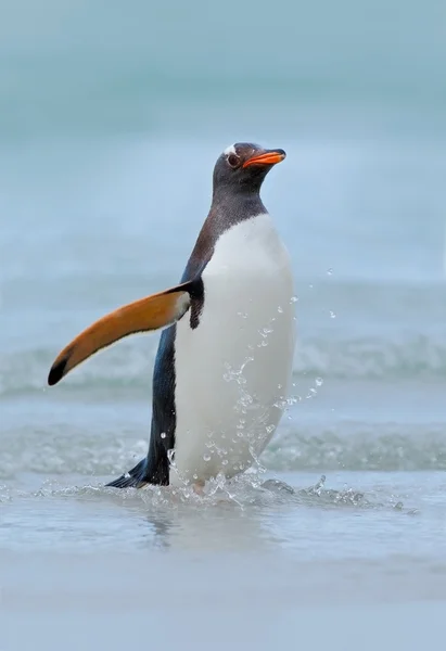 ジェンツー ペンギンは、水の中からジャンプします。 — ストック写真