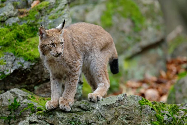 Wild cat Eurasian Lynx — Stock Photo, Image