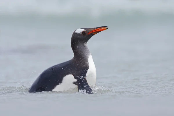 Пингвин Gentoo в голубой воде — стоковое фото