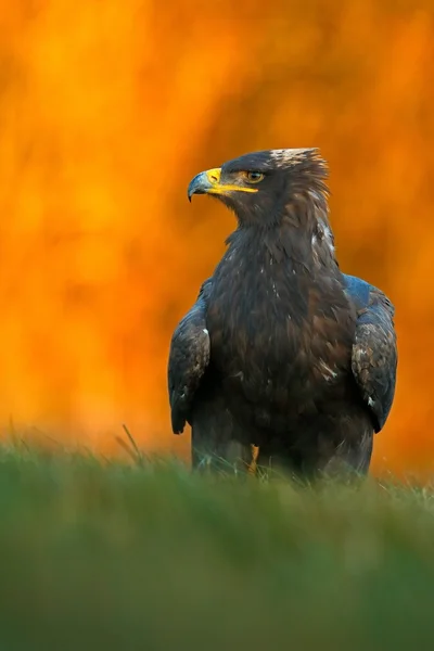 Steppe Eagle sitting in the grass — Stock Photo, Image