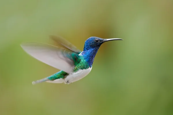 Colibrí azul y blanco volador — Foto de Stock