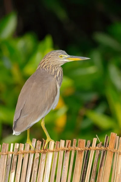 Indiase vijver heron — Stockfoto