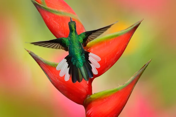 Gyönyörű zöld kolibri — Stock Fotó