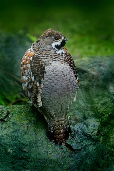 Hazel Grouse on the green moss — Stock Photo, Image