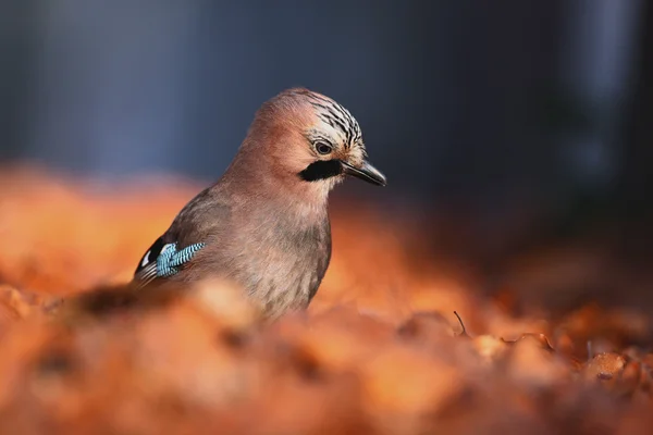 Retrato de pássaro agradável Eurasian Jay — Fotografia de Stock