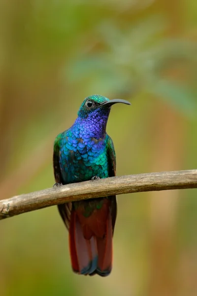 Lazuline Sabrewing sentado no ramo — Fotografia de Stock