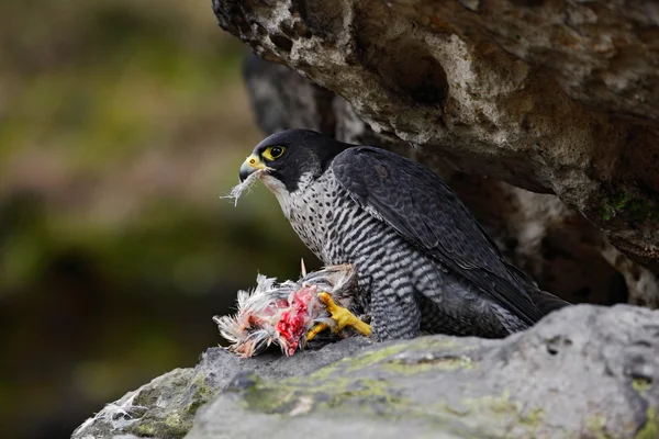 Falco pellegrino seduto sulla roccia — Foto Stock